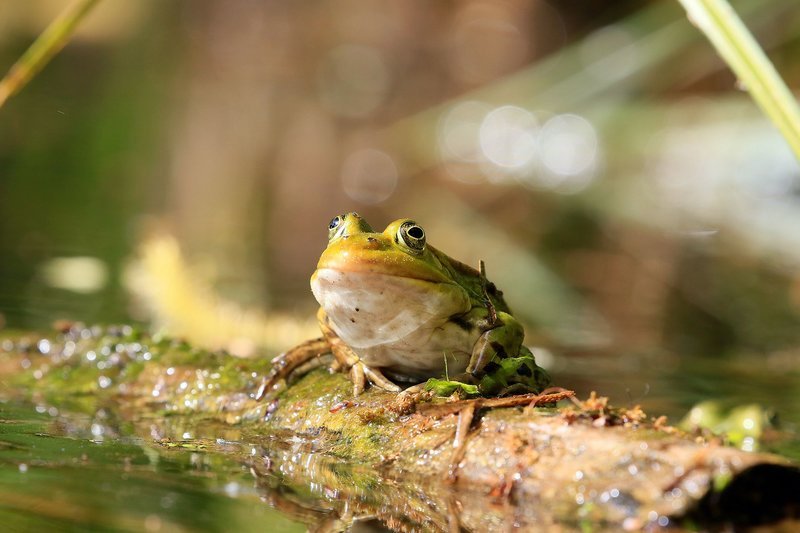 Froschkönig. – Bild: MDR/Frank Koschewski Froschkönig. – Bild: MDR/Frank Koschewski