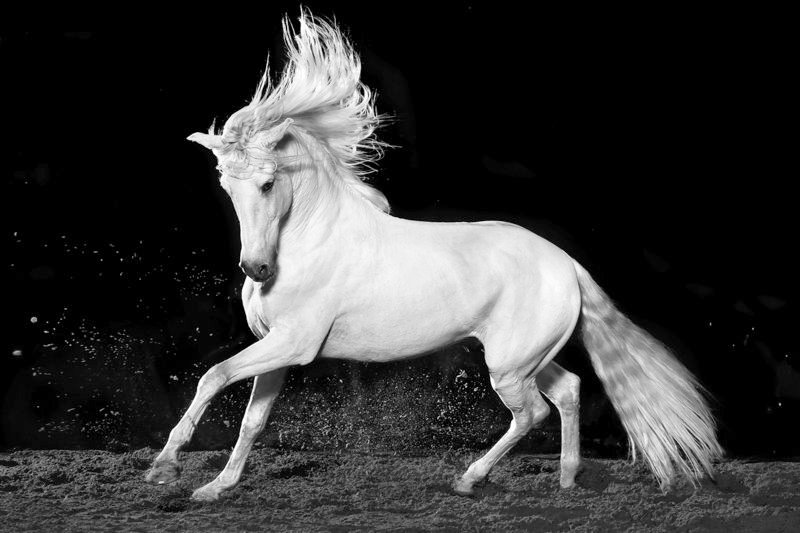 „Herzensdiebe“ seien die Kartäuserpferde; die Eleganz ihrer Bewegungen, ihre Anmut und Schönheit haben etwas Überirdisches. – Bild: WDR /​ © Orange Label Films