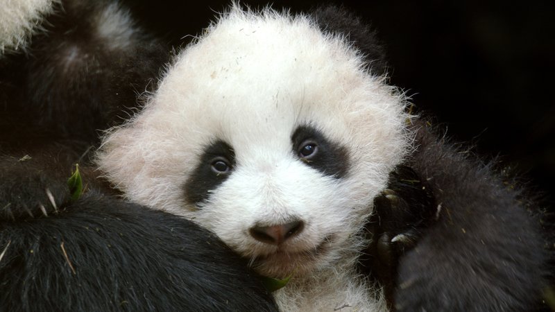 Drei Monate alter Panda, der im Wolong Zentrum für die Auswilderung in die Qinling-Berge vorbereitet wird. – Bild: Terra Mater