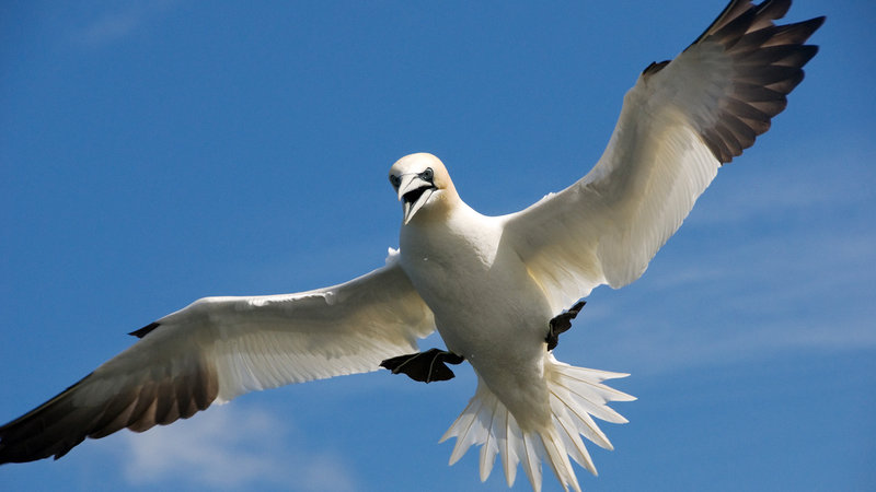 Flügel, Schnabel, Superhirn – Bild: Bibel TV