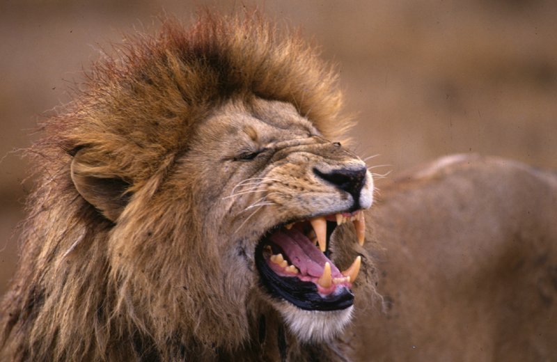 Afrikas Glorreiche Sieben – Bild: Animal Planet