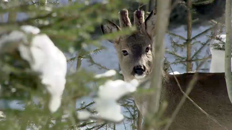 Der steirische Alpentierpark Mautern – Bild: ZDF und ORF/​ORF – 3sat.
