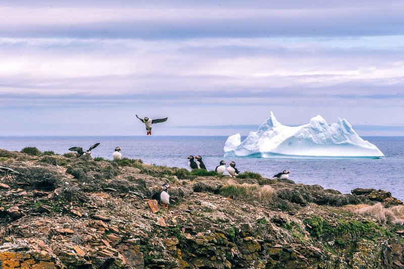 MareTV Sommer auf Neufundland Im Sommer treiben Eisberge vor der Küste Neufundlands. SRF/​NDR/​Harrison Haines – Bild: SRF2