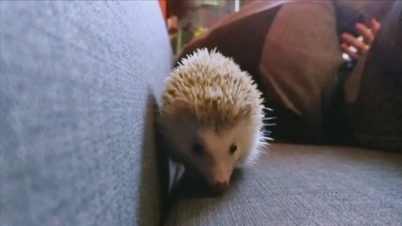 Pets & Docs – Ein Team für Tiere Staffel 4 Episodenguide – fernsehserien.de