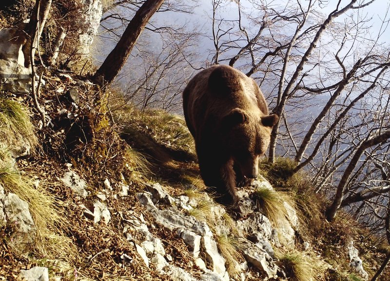 Die Rückkehr der grossen Raubtiere Unterwegs mit drei Wildtierfotografen Bär im Trentino – Bild: ZDF und SRF/Servizio Foreste e Fauna-Provincia Autonoma die Trento-Renato Rizzoli. Die Rückkehr der grossen Raubtiere Unterwegs mit drei Wildtierfotografen Bär im Trentino – Bild: ZDF und SRF/Servizio Foreste e Fauna-Provincia Autonoma die Trento-Renato Rizzoli.