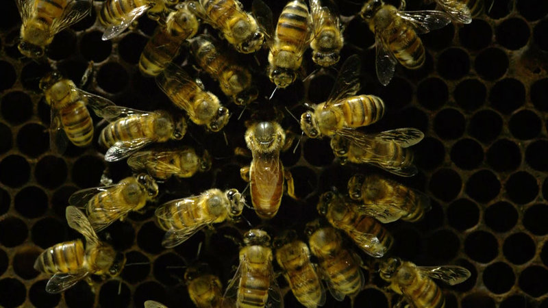 Bienen - Eine Welt im Wandel – Bild: Bibel TV