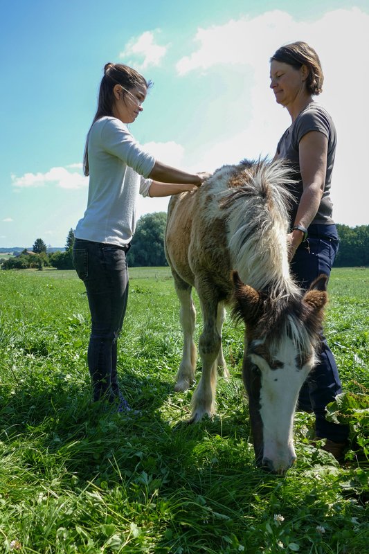 Anna und die Haustiere 80: Tinker – fernsehserien.de