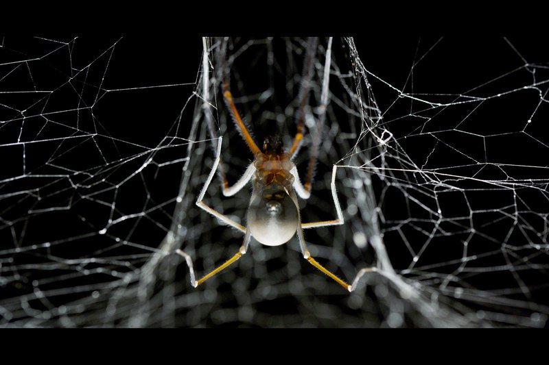 Eine weibliche Tasmanische Höhlenspinne hängt in der Mitte ihres Netzes. – Bild: ARTE Honorarfreie Verwendung nur im Zusammenhang mit genannter Sendung und bei folgender Nennung „Bild: Sendeanstalt/Copyright“. Andere Verwendungen nur nach vorheriger Absprache: ARTE-Bildredaktion Eine weibliche Tasmanische Höhlenspinne hängt in der Mitte ihres Netzes. – Bild: ARTE Honorarfreie Verwendung nur im Zusammenhang mit genannter Sendung und bei folgender Nennung „Bild: Sendeanstalt/Copyright“. Andere Verwendungen nur nach vorheriger Absprache: ARTE-Bildredaktion