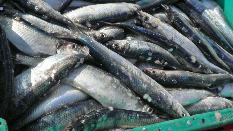 Über sieben Millionen Fische werden pro Lieferung in Europas größter Heringsfabrik in Sassnitz auf der Insel Rügen verarbeitet. – Bild: N24 Doku