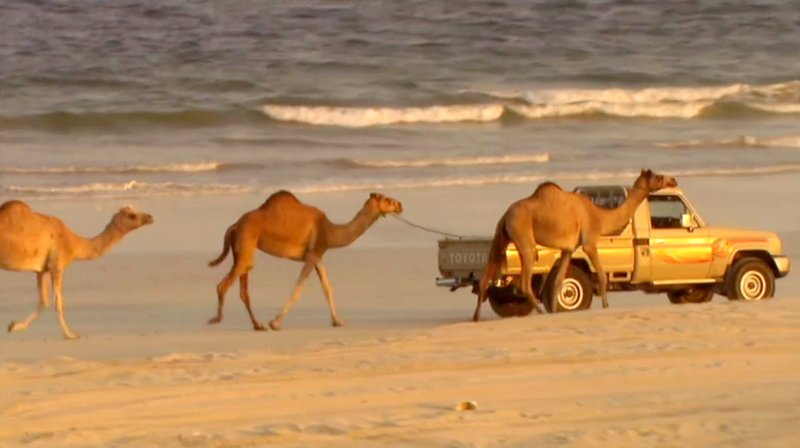Kamele am Strand – Bild: PHOENIX/​SR
