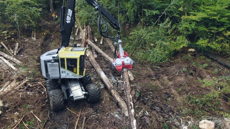 Das kontrollierte Abholzen von Bäumen bedarf viel Übung jahrelanger und Erfahrung. – Bild: N24 Doku Das kontrollierte Abholzen von Bäumen bedarf viel Übung jahrelanger und Erfahrung. – Bild: N24 Doku
