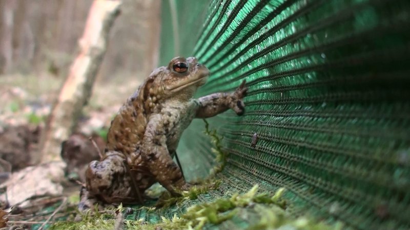 Ob Vogel, Frösche, Muscheln oder Schnecke, jeder hat für seinen Lebensraum Strategien entwickelt, um zurechtzukommen. Die eine immer und überall gültige Überlebensstrategie gibt es nicht und wie der Film zeigt, sind die oft raffinierten Taktiken der Tiere nicht immer eine Garantie, heil über die Runden zu kommen. Für das Individuum bleibt es immer ein Abenteuer – zu überleben. Im Bild: eine Erdkröte am Amphibienzaun. – Bild: BR Ob Vogel, Frösche, Muscheln oder Schnecke, jeder hat für seinen Lebensraum Strategien entwickelt, um zurechtzukommen. Die eine immer und überall gültige Überlebensstrategie gibt es nicht und wie der Film zeigt, sind die oft raffinierten Taktiken der Tiere nicht immer eine Garantie, heil über die Runden zu kommen. Für das Individuum bleibt es immer ein Abenteuer – zu überleben. Im Bild: eine Erdkröte am Amphibienzaun. – Bild: BR