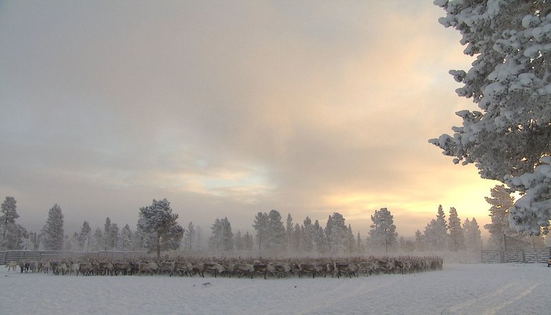 NDR Fernsehen LICHTERGLANZ UND SCHNEEGESTÖBER, „Weihnacht in Schweden“, am Dienstag (23.12.14) um 20:15 Uhr. In den Wochen vor Weihnachten findet die Rentierscheide statt – alle Rentiere werden bei den Sami einmal im Jahr ihren Besitzern zugeordnet. – Bild: NDR