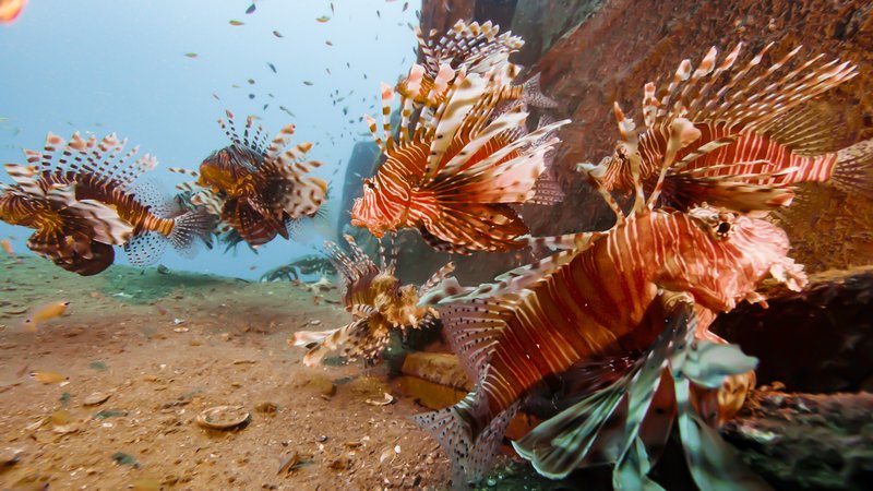 Auf zu wilden Ufern - Leben am Strand – Bild: Terrr Mater