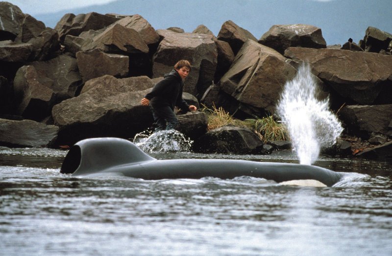 Aufgeregt weist Jesse (Jason James Richter) seinem Freund Willy den Weg in die Freiheit … – Bild: Puls 4 Aufgeregt weist Jesse (Jason James Richter) seinem Freund Willy den Weg in die Freiheit … – Bild: Puls 4
