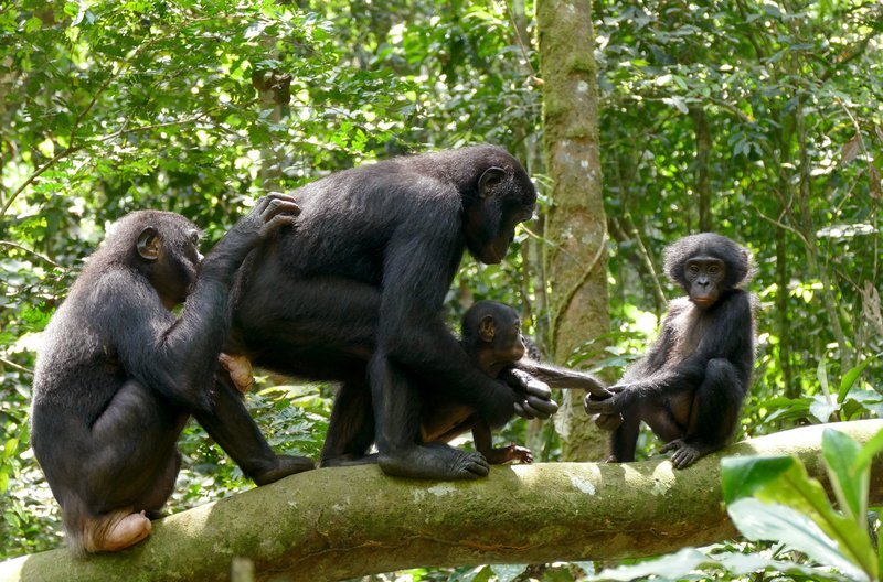 Während sich Schimpansen gegenseitig bekriegen und sogar töten, lösen Bonobos - die unter den Primaten nächsten Verwandten der Menschen ihre Konflikte und Streitigkeiten auf ungewöhnliche Weise. – Bild: BR / © BR/Markus Schmidbauer Während sich Schimpansen gegenseitig bekriegen und sogar töten, lösen Bonobos - die unter den Primaten nächsten Verwandten der Menschen ihre Konflikte und Streitigkeiten auf ungewöhnliche Weise. – Bild: BR / © BR/Markus Schmidbauer