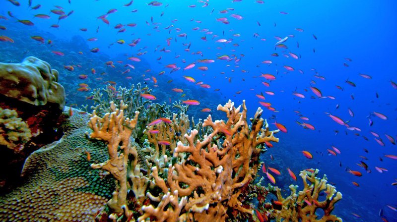 Traumparadies: Korallenriff – So kennt man es. – Bild: phoenix/​ZDF/​NHK