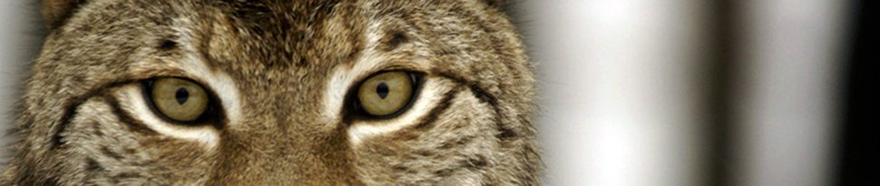„Frankreich – Wild und schön“, Die landschaftliche Vielfalt Frankreichs – von den Küstenregionen bis in die Hochgebirge – bietet Biotope für zahlreiche Tier- und Pflanzenarten. Die Loire, einer der letzten wilden Flüsse Europas, fließt durch das Land. Im Herzen Frankreichs findet man Sumpflandschaften, die fast ausschließlich von Vögeln bewohnt werden. Im Norden tummeln sich Robben im Atlantik und bieten feine Sandstrände Zugvögeln Zuflucht, während sich im Süden, mitten im provenzalischen Maquis, dem Buschwald, afrikanisch anmutende Steppen ausbreiten. Im Gebirge finden sich hochalpine Schneelandschaften und um Korsika glitzert das Türkisgrün des Mittelmeers.All diese Landschaften bieten Lebensraum für vertraute und auch weniger geläufige Pflanzen und Tiere, unter anderem wilde Orchideen, bunte Vögel, Wildkatzen, Landschildkröten, Riesenhaie sowie mikroskopisch kleine Insekten. Diese filmische Reise quer durch Frankreichs Naturschönheiten, von den Vogesen zur Provence, von der Bretagne nach Korsika, von der Loire bis in die Alpen, beobachtet zwölf Monate lang das Leben und Verhalten dieser Arten im Rhythmus der Jahreszeiten. In starken, poetischen Bildern zeigt der von Senta Berger erzählte Film, wie kostbar, kraftvoll und zugleich verletzlich die Natur ist, die uns umgibt und deren Teil wir sind. (Text: arte)Sprecherin: Senta BergerEine Dokumentation von Frédéric Febvre und Augustin Viatte, FRA 2011 SENDUNG: 3sat – FR – 03.04.2020 – 16:15 UHR. – Veroeffentlichung fuer Pressezwecke honorarfrei ausschliesslich im Zusammenhang mit oben genannter Sendung oder Veranstaltung des ORF bei Urhebernennung. – Bild: ZDF und ORF / ARTE France