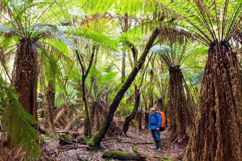 Kameramann Joe Shemesh erkundet die Naturerbe-Wälder von Tasmanien. – Bild: Bookend Trust/​Joe Shemesh /​ ARTE