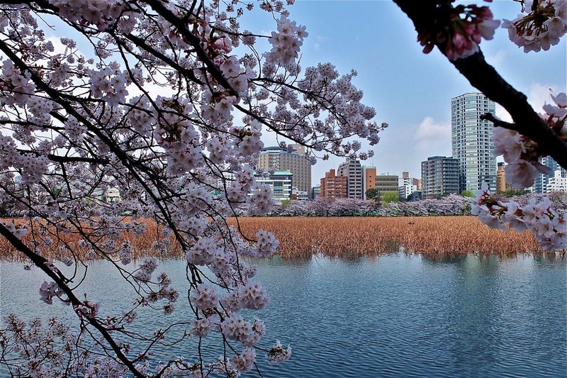 Kirschblütenfest in Japan – Bild: ZDF und SRF