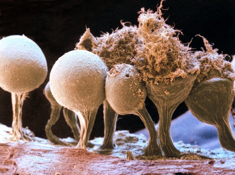 Ausgereifte Fruchtkörper von Trichia decipiens var. olivacea. – Collorierte Elektronenrasteraufnahme (REM). – Bild: BR/​WDR/​eye of science