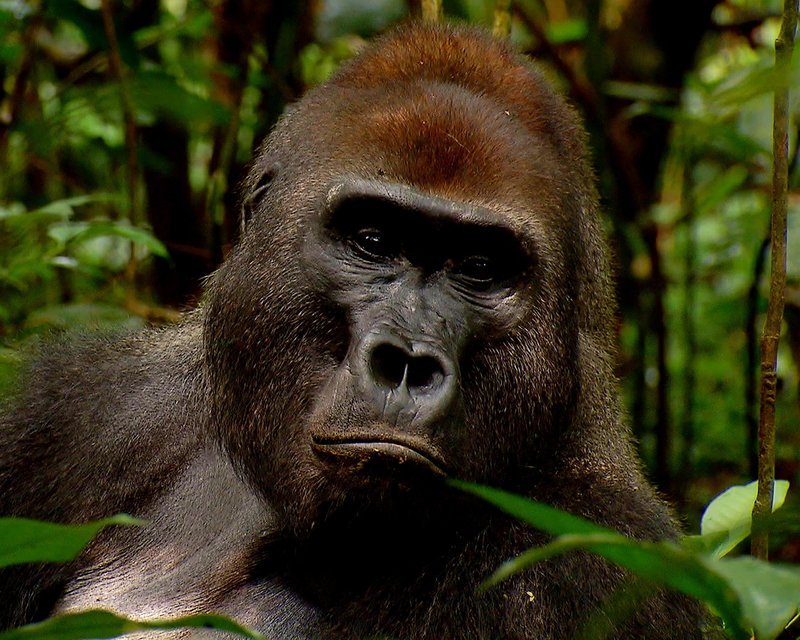 Der Silberrücken Makumba ist eine kleine Berühmtheit: Er führt seine Gruppe Westlicher Flachlandgorillas schon seit etwa 20 Jahren. – Bild: Geo Television /​ Doclights