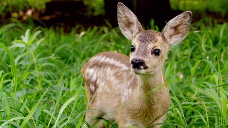 Kitz, junges Reh. – Bild: ORF
