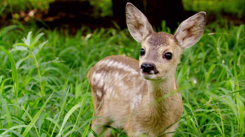 Gschichten aus dem Wiener Prater – Bild: ORF