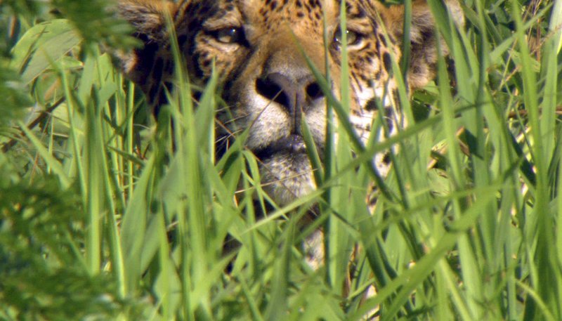 Der ursprüngliche Name des Jaguars lautet „Jag War“ und bedeutet „der im Fliegen jagt“ – ein Tribut an die Geschicklichkeit des raffinierten Jägers. – Bild: NDR Naturfilm/​Doclights GmbH