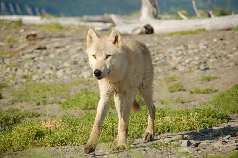 Wolf walking. – Bild: Discovery Communications