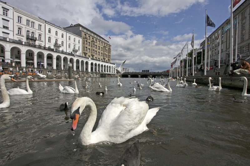 Wildes Hamburg - Tiere in der Stadt – Bild: HR/​NDR/​NDR Naturfilm/​Thoralf Grospitz