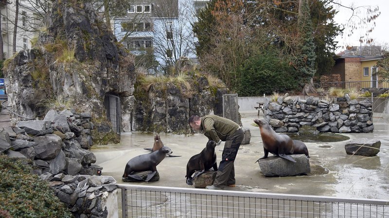 Seelöwen in ihrem Gehege im Kölner Zoo. – Bild: WDR/​dpa/​Henning Kaiser