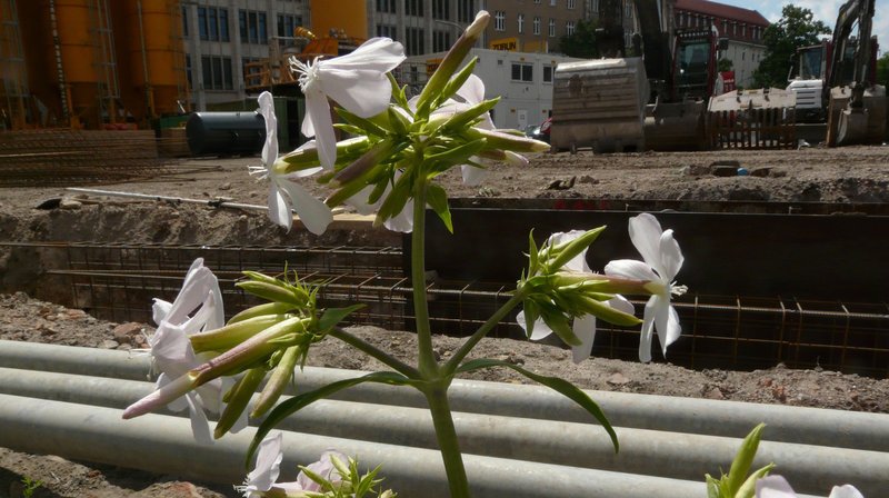Seifenkraut an der Baustelle. – Bild: rbb/​Heiderose Häsler