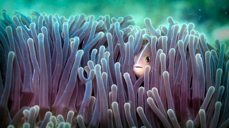 Ein Clownfisch hat es sich inmitten der tödlichen Tentakel einer Seeanemone bequem gemacht. Eine Schleimschicht schützt ihn vor den giftigen Nesselzellen der Seeanemone. – Bild: phoenix/​ZDF/​Oliver Page