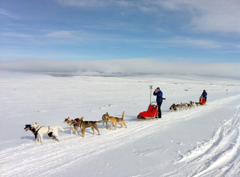 Von Kilpisjärvi in der Nähe von Kittliä, geht es mit dem Hundeschlitten über den sogenannten Arctic Trail bis an das Dreiländereck Schweden, Finnland und Norwegen. – Bild: ORF