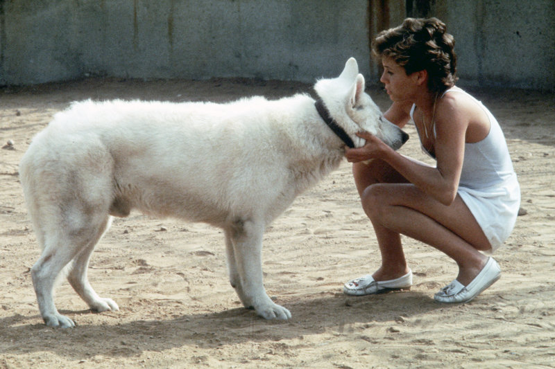 Der weiße Hund von Beverly Hills – Bild: ARTE France /​ © Paramount Pictures