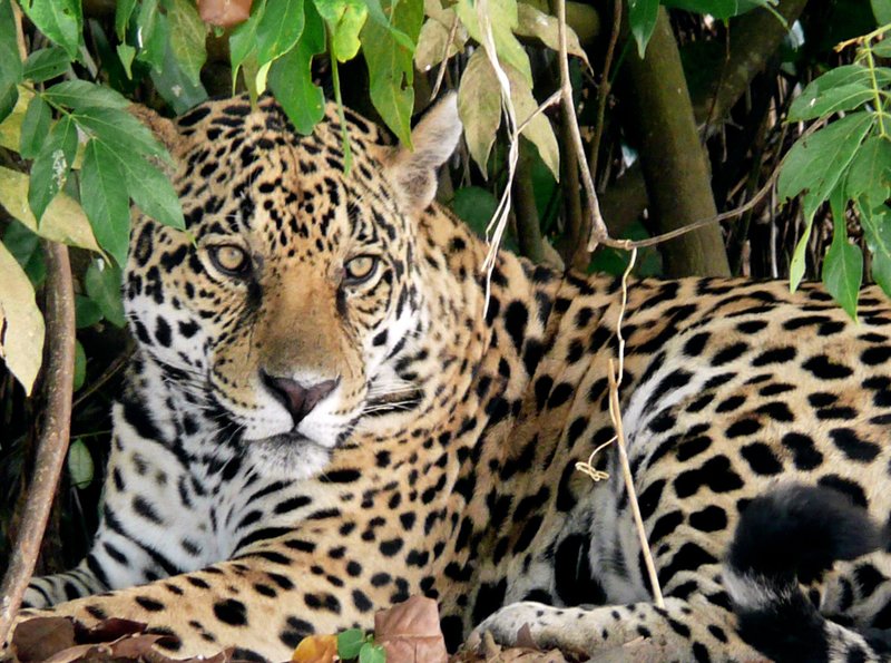 Leben mit dem Jaguar – Bild: HR/​BR/​Claus Adam