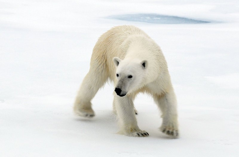 Ein junger Eisbär greift an. – Bild: Phoenix
