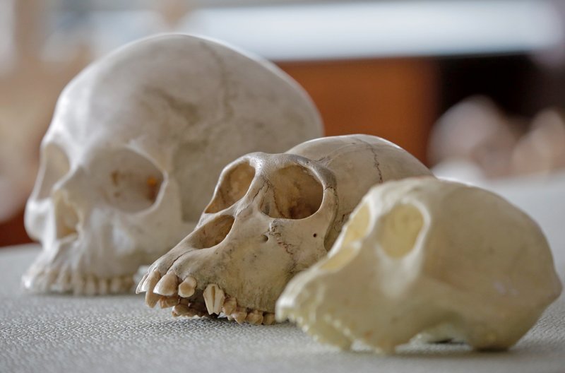 Schädel eines modernen Menschen (hinten), Schimpansen (Mitte) und ausgestorbenen europäischen Menschenaffen (vorne). – Bild: arte