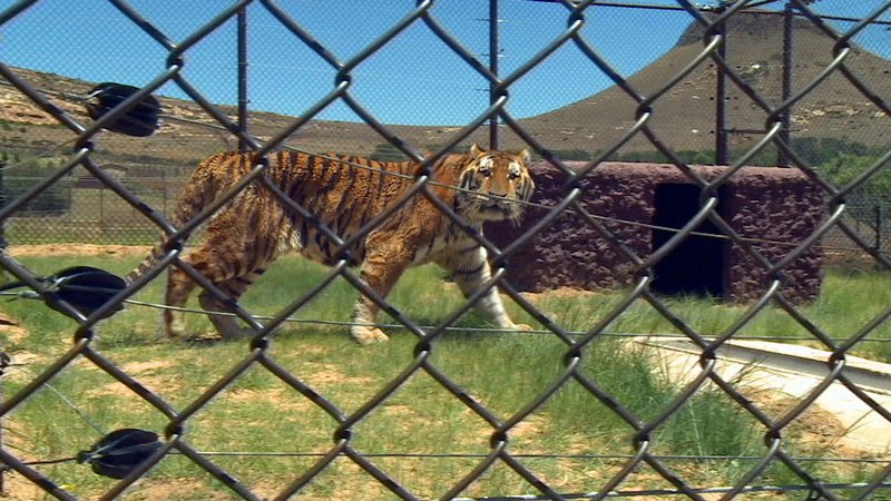 „Lionsrock“ in Südafrika ist ein Altersheim für Zirkustiere. Tierschützer organisieren den Transport und Veterinäre begleiten die Raubtiere auf ihrer Reise in die afrikanische Savanne. – Bild: N24 Doku