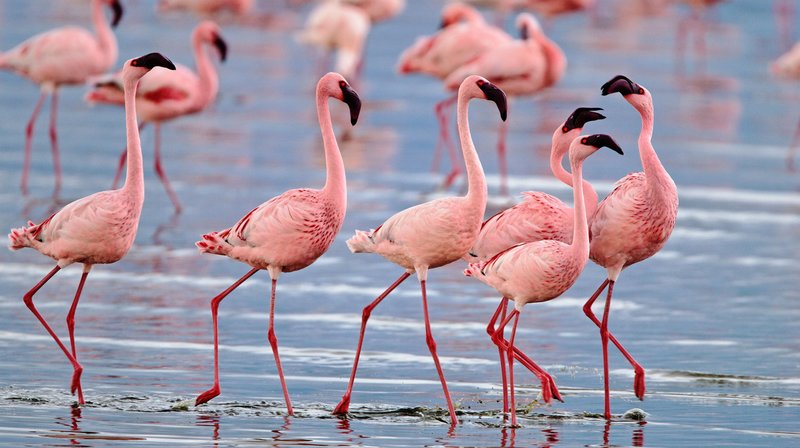 Wildes Sardinien – Bild: phoenix/​WDR/​Sigurd Tesche