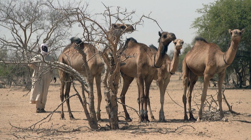 Mohammed Ibrahim, ein Klimaflüchtling im Tschad. Von siebzig Kamelen haben nur fünf überlebt. – Bild: BR/SWR Mohammed Ibrahim, ein Klimaflüchtling im Tschad. Von siebzig Kamelen haben nur fünf überlebt. – Bild: BR/SWR