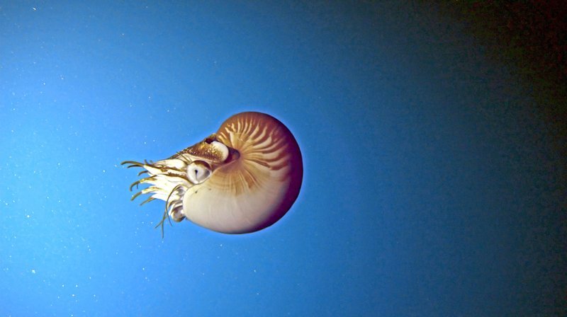 Ein lebendes Fossil im freien Wasser, die Nautilus-Tintenschnecke. – Bild: phoenix/​ZDF/​NHK