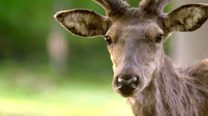 Rotwild im Frühling – Bild: NDR/​Erdmanns Film