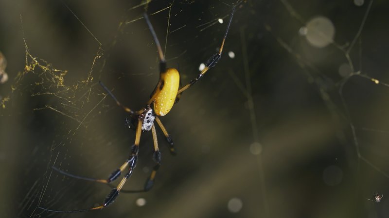 Aufbruch der schwarzen Krabben – Bild: TVNOW