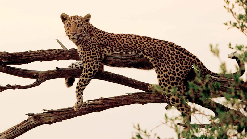 PICTURE SHOWS:  In the late evenings and early mornings, the mother can often be seen up on the dead trees surveying her territory. – Bild: Copyright Icon Films /​ Brad Bestelink
