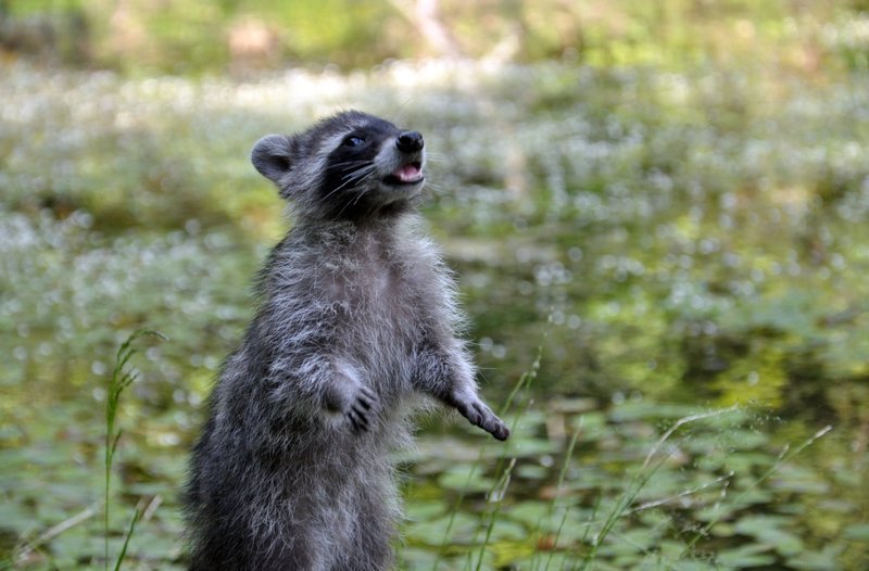 Der kleine Waschbär hat eine spannende Witterung aufgenommen. – Bild: 3sat