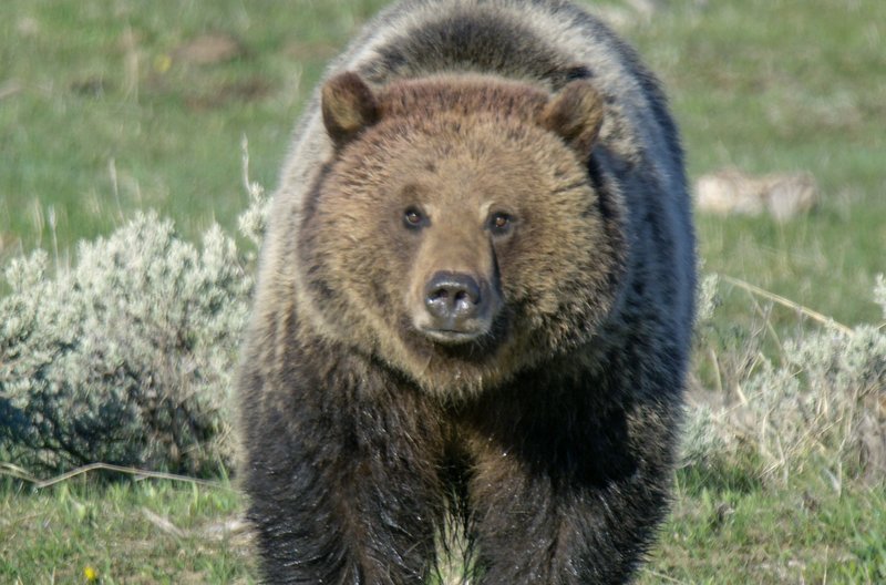 Yellowstone Park der Extreme 02 Die Rückkehr der Beutegreifer