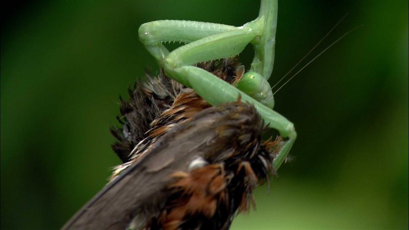Mantis mit gefangenem Kolibri. – Bild: ORF
