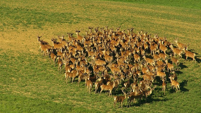 Die Rothirschherden auf den Wiesen Vorpommerns erinnern aus der Luft an die Herden der afrikanischen Savanne. – Bild: Geo Television /​ NDR Natur